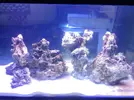 [TodoMarino.com] Coral_Alga_plus