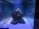 [TodoMarino.com] Coral_Alga_plus