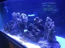[TodoMarino.com] Coral_Alga_plus