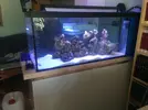 [TodoMarino.com] Coral_Alga_plus