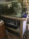 [TodoMarino.com] Coral_Alga_plus