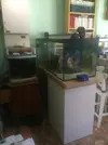 [TodoMarino.com] Coral_Alga_plus