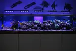 [TodoMarino.com] Mi acuario....