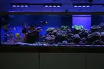 [TodoMarino.com] Mi acuario....