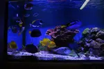 [TodoMarino.com] Mi acuario....