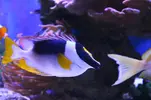 [TodoMarino.com] Mi acuario....