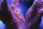 [TodoMarino.com] Mi acuario....