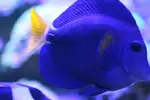 [TodoMarino.com] Mi acuario....