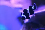 [TodoMarino.com] Mi acuario....