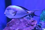 [TodoMarino.com] Mi acuario....