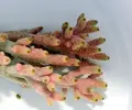 [TodoMarino.com] Nueva importacion ACROPORAS