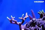 [TodoMarino.com] WikiReef - El regreso