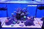 [TodoMarino.com] WikiReef - El regreso
