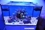 [TodoMarino.com] WikiReef - El regreso
