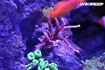 [TodoMarino.com] WikiReef - El regreso