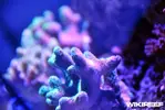 [TodoMarino.com] WikiReef - El regreso