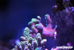 [TodoMarino.com] WikiReef - El regreso