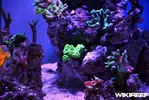 [TodoMarino.com] WikiReef - El regreso