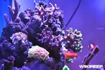 [TodoMarino.com] WikiReef - El regreso