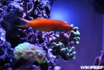 [TodoMarino.com] WikiReef - El regreso