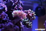 [TodoMarino.com] WikiReef - El regreso
