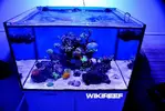 [TodoMarino.com] WikiReef - El regreso