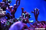[TodoMarino.com] WikiReef - El regreso
