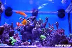 [TodoMarino.com] WikiReef - El regreso