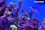 [TodoMarino.com] WikiReef - El regreso