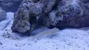 [TodoMarino.com] acuario nano 80l y sump 40l