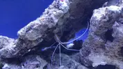 [TodoMarino.com] acuario nano 80l y sump 40l