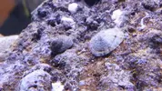 [TodoMarino.com] acuario nano 80l y sump 40l