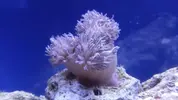 [TodoMarino.com] acuario nano 80l y sump 40l