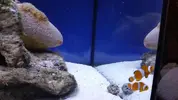 [TodoMarino.com] acuario nano 80l y sump 40l