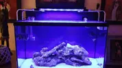 [TodoMarino.com] acuario nano 80l y sump 40l
