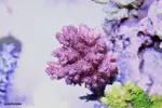 [TodoMarino.com] .....:::::::: Seadreams :::::::::.....
