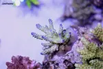 [TodoMarino.com] .....:::::::: Seadreams :::::::::.....