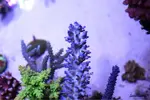 [TodoMarino.com] .....:::::::: Seadreams :::::::::.....