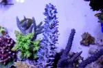 [TodoMarino.com] .....:::::::: Seadreams :::::::::.....