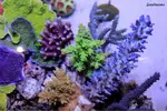 [TodoMarino.com] .....:::::::: Seadreams :::::::::.....
