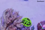 [TodoMarino.com] .....:::::::: Seadreams :::::::::.....