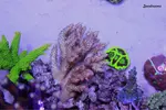 [TodoMarino.com] .....:::::::: Seadreams :::::::::.....