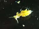 [TodoMarino.com] Nudibranquio - id y experiencia?