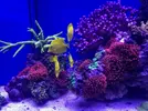 [TodoMarino.com] Ayuda con anemonas quadricolor