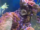[TodoMarino.com] Ayuda con anemonas quadricolor