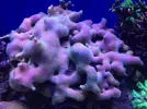 [TodoMarino.com] Ayuda con anemonas quadricolor