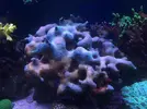 [TodoMarino.com] Ayuda con anemonas quadricolor