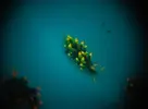 [TodoMarino.com] Nudibranquio - id y experiencia?