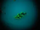 [TodoMarino.com] Nudibranquio - id y experiencia?