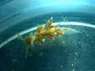 [TodoMarino.com] Nudibranquio - id y experiencia?